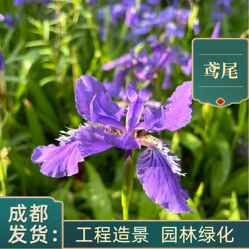 基地紫蝴蝶鸢尾花德国品种多年生
