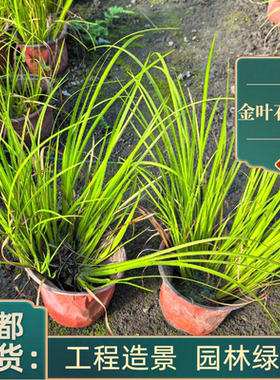 金叶石菖蒲庭院花镜水生湿地耐寒组合植物室外成都基地绿化工程苗
