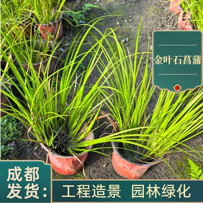 金叶石菖蒲绿化工程苗四季常青