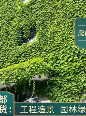 爬山虎大苗三叶五叶地锦爬藤植物室内盆栽爬墙虎庭院攀援花卉绿化