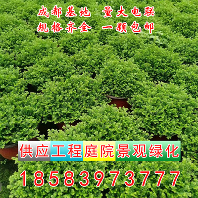成都桌面绿植黄金翠云草盆栽地被
