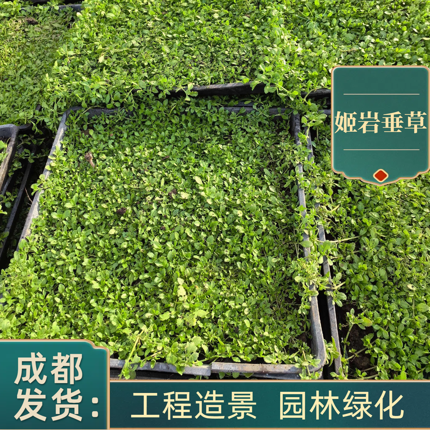 姬岩垂草开花草坪耐热耐寒绿植花卉花苗花卉庭院绿化地被植物地皮