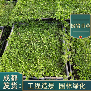 姬岩垂草开花草坪耐热耐寒绿植花卉花苗花卉庭院绿化地被植物地皮