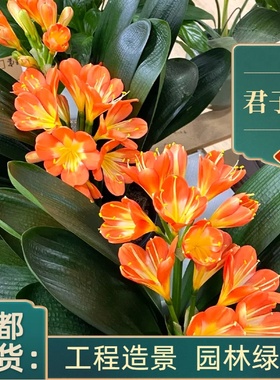 大花君子兰盆栽庭院别墅绿化工程苗大叶石蒜植物花卉花镜花坛阳台