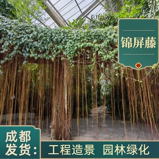 锦屏藤垂吊盆栽一帘幽梦庭院别墅绿化工程苗成都基地植物花卉花镜