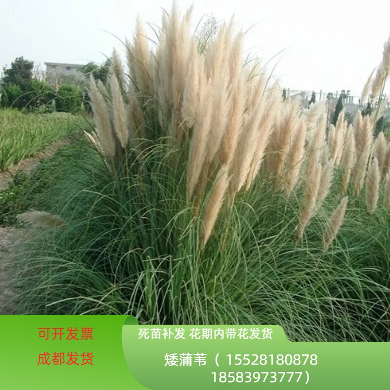 正宗矮蒲苇水生植物盆栽户外芦苇网红草耐荫芦苇花