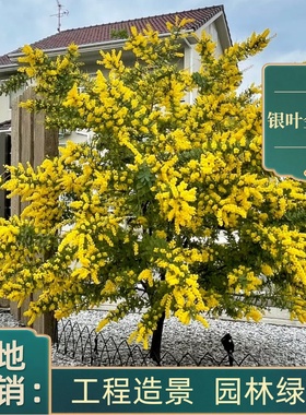 银叶金合欢树苗盆栽庭院别墅种植绿化风景树名贵树木常绿花卉植物