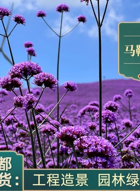 柳叶马鞭草美女樱宿根盆栽苗观赏花卉花海花镜植物庭院绿化工程苗