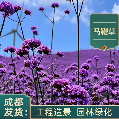 柳叶马鞭草多年生宿根盆栽苗花卉
