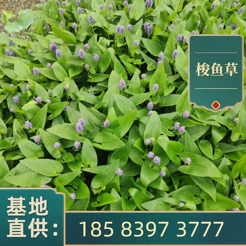 水生花卉植物梭鱼草净化水质龟缸