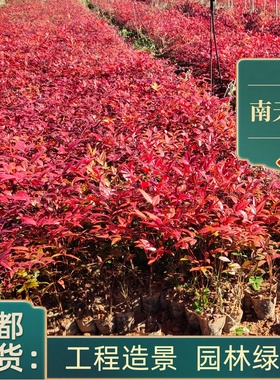 成都基地火焰南天竹庭院公园道路绿化盆栽盆景观叶绿植园林景观