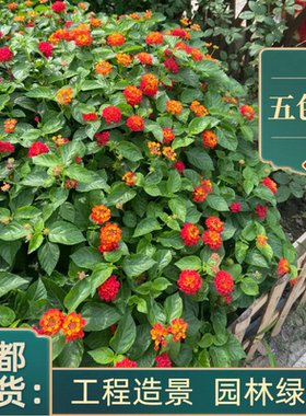 五色梅盆栽马缨丹带花阳台庭院驱蚊耐热耐晒好养常绿植物工程用花