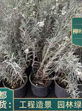 柳叶星河花地栽植物银色叶片白色花卉室外庭院工程园林造景植物