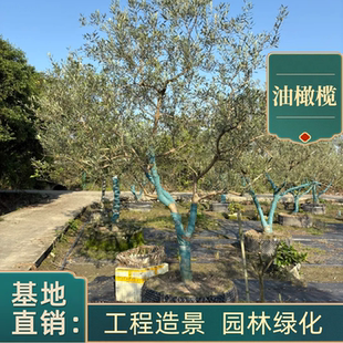 油橄榄树苗大树工程造景园林绿化庭院别墅成都基地上门栽种耐寒