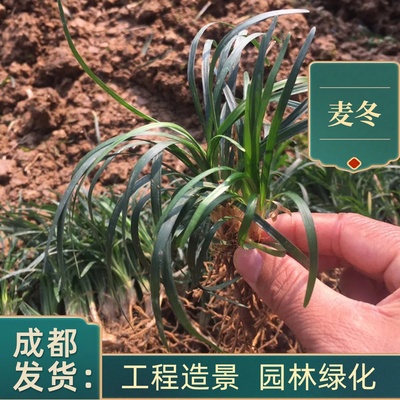 成都基地麦冬矮麦冬玉龙草地被