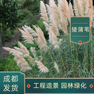 矮蒲苇陆地水生花卉矮蒲苇芦苇草 盆栽花卉 水池绿化 庭院水景观