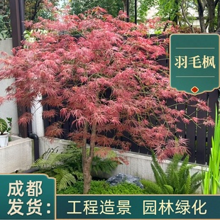羽毛枫日本垂枝造型原生庭院别墅彩叶耐寒红枫树苗成都基地绿化苗