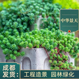 中华景天花镜植物佛甲草翠云情人草金叶过路黄矮麦冬玉龙草熊猫堇