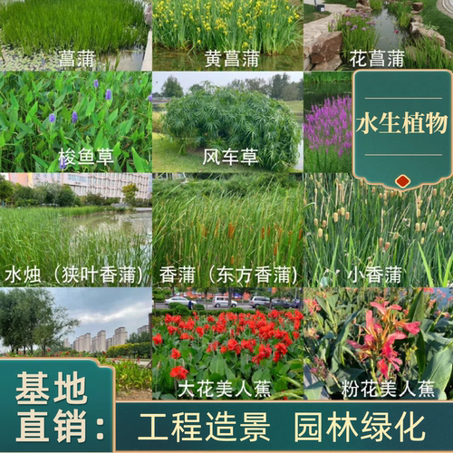水生植物铜钱草美人蕉香蒲菖蒲