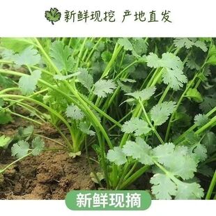 贵州特产农家自种新鲜香菜现香菜调味菜火锅菜芫须时令蔬菜现摘发