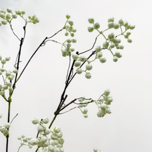 仿真浆果白绿色山野归来马桑果山归来仿真花摄影道具婚庆花艺装饰