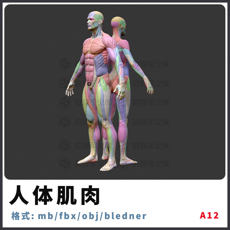 MAYA人体肌肉模型男女肌肉FBX模型/3D参考OBJ模型Blender三维