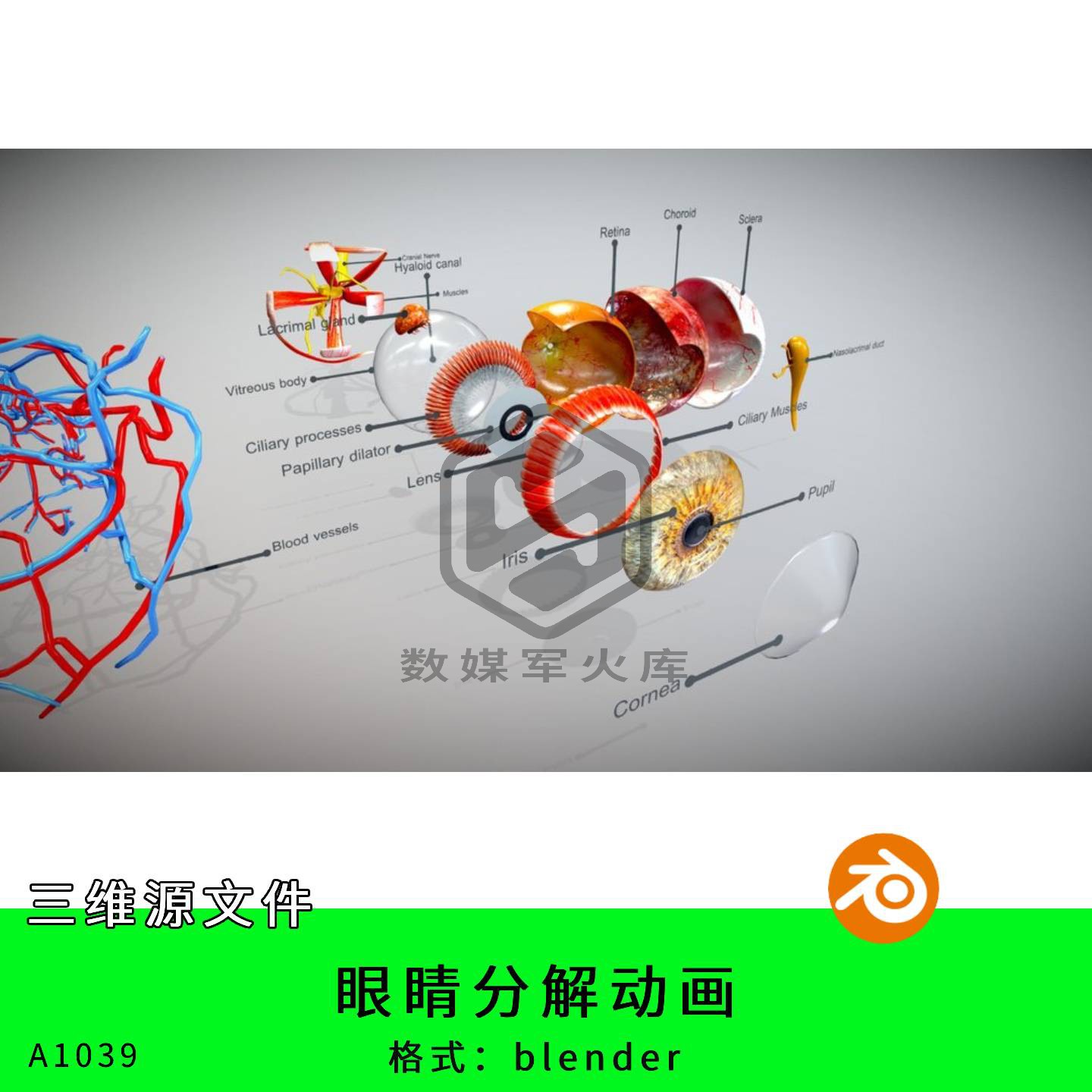 三维模型3d素材blender眼睛解剖结构动画分解素材解剖结构