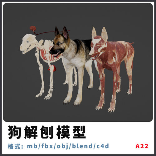 三维模型狗解剖obj下载maya肌肉max骨骼fbx贴图c4d动画3d模型内脏