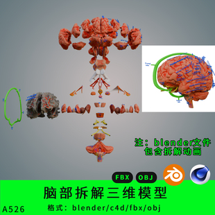 脑部拆解三维模型3d素材blender动画c4d/fbx/obj脑部结构解剖分解
