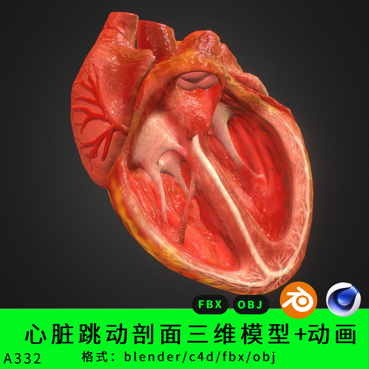 心脏剖面三维模型3d素材blender/c4d/fbx/obj跳动动画解剖结构