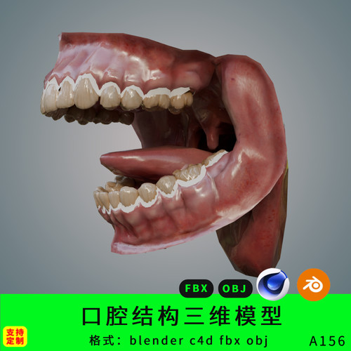 三维blender口腔结构模型3d素材c4d/fbx/obj舌头牙齿