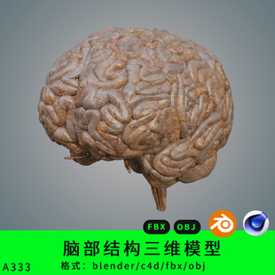 大脑结构三维模型3d素材blender/c4d/fbx写实脑子大脑小脑obj脑干