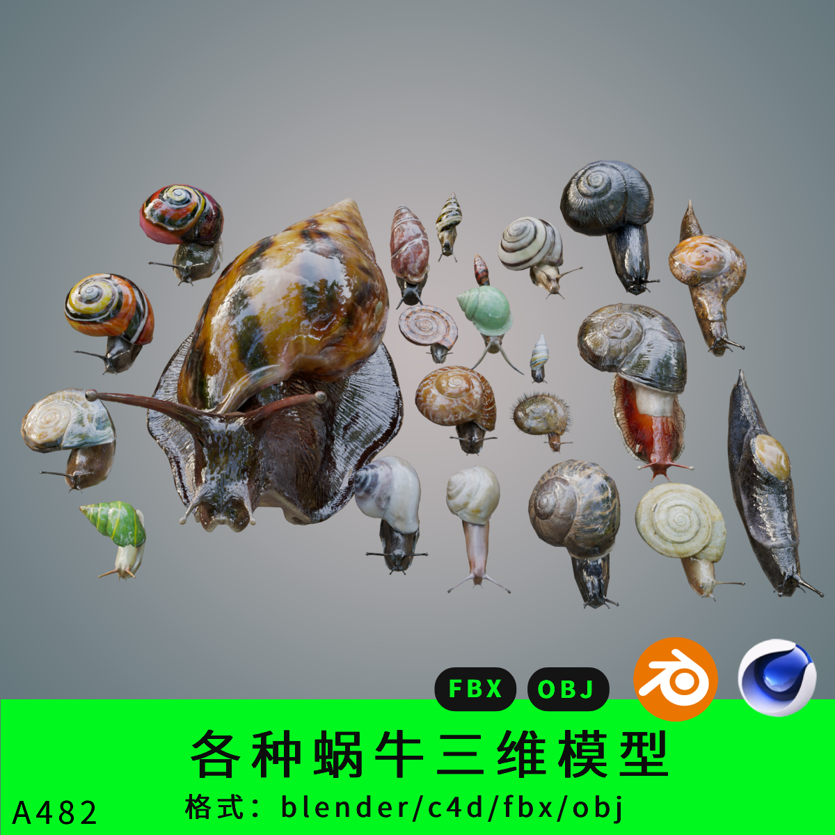 c4d蜗牛三维模型3d素材blender/fbx/obj蜗牛昆虫写实