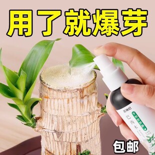 巴西木水培专用营养液免稀释幸运木开花爆芽肥料盆栽植物养花通用