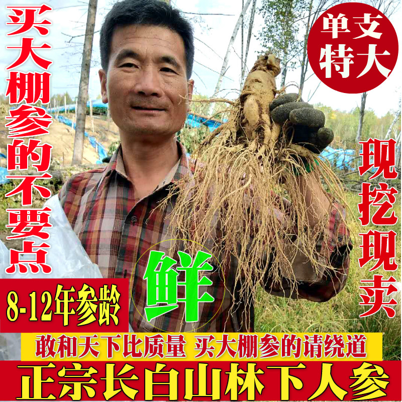 单支200g特大新鲜长白山人参东北林下参人叁白参园参非野山参泡酒