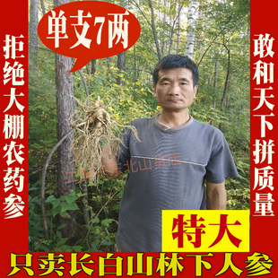 单支7两350克特大鲜人参长白山林下参园参白参泡酒煲汤非野生山参