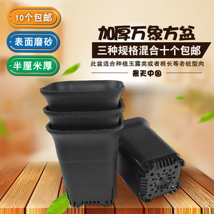 多肉万象方盆花盆塑料大花盆万象盆黑方盆大小黑方加厚塑料花盆