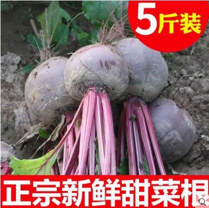 [Delivery friends]fresh Beet head Laver Beetroot Hongcaitou 5 Fresh vegetables Juicingin the Aquatic meat/Fresh fruits and vegetables/Cooked , Fresh vegetables/Vegetable products , Fresh vegetables , Other  category - from Buy2taobao.com to provide professional Taobao agent buy service