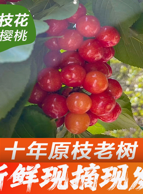 四川攀枝花米易黄草小樱桃土樱桃新鲜水果现摘非大樱桃车厘子恩桃