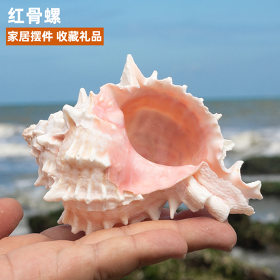 天然海螺贝壳粉红骨螺家居装饰品