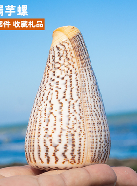 天然海螺贝壳沙漏芋螺鱼缸装饰品