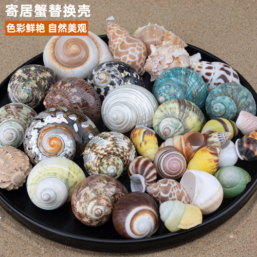 天然海螺寄居蟹替换壳卷贝鱼儿