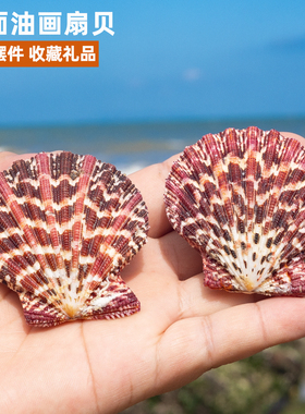 天然海螺贝壳油画扇贝
