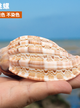 天然海螺贝壳杨桃螺鱼缸装饰