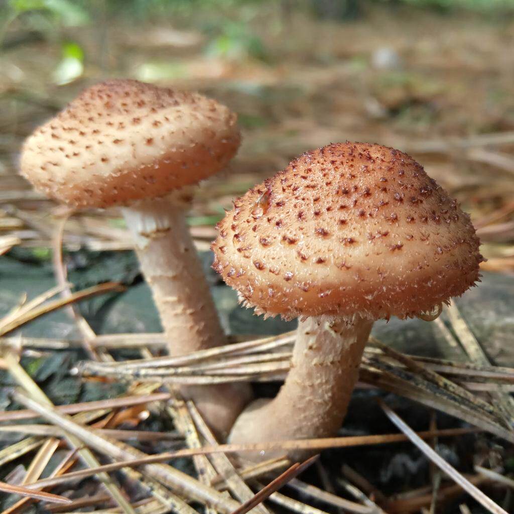 东北野生榛蘑新货无根小鸡炖蘑菇野生菌干货土特产榛蘑丁香菇山货