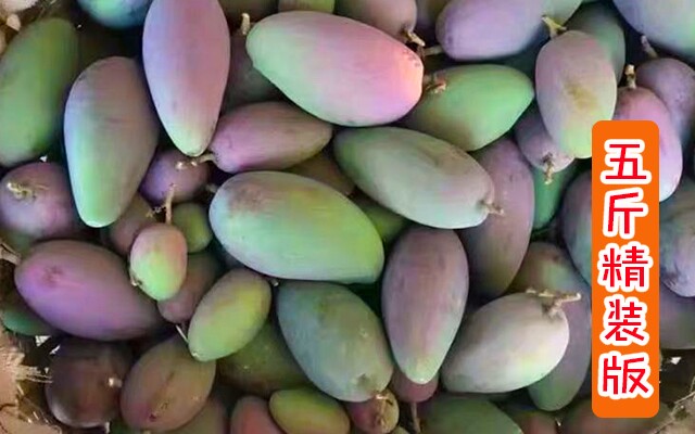 【现摘】攀枝花红贵妃大芒果水果新鲜树上熟应当季5斤整箱包邮甜