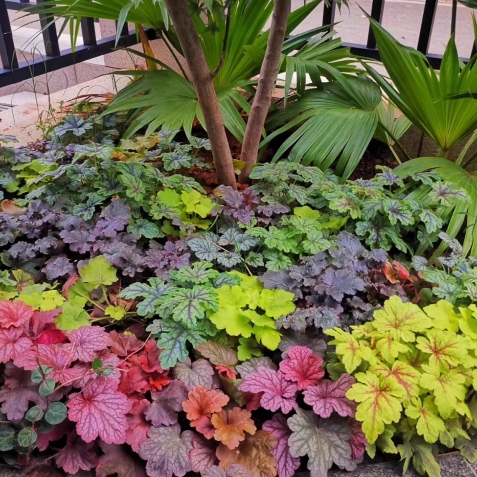 矾根植物盆栽中苗组合套餐耐寒阳台花园庭院室内四季观叶花卉包邮
