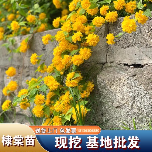 庭院爬藤攀缘当年开花植物 丛生灌木棣棠苗重瓣棣棠花苗耐寒易活