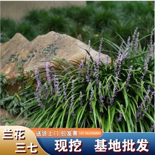 兰花三七苗金边麦冬草长叶麦冬耐旱耐寒植物吉祥草庭院工程绿化苗
