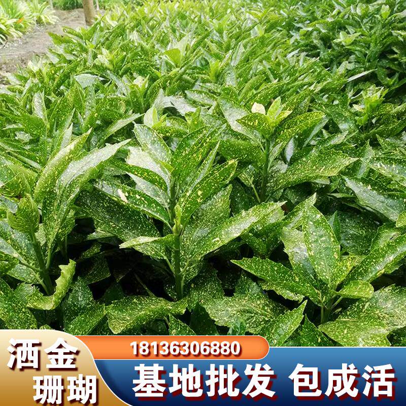 洒金珊瑚苗桃叶观叶四季常青图片